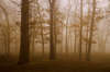 Лес окруженный туманом.