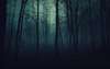 Wallpapers with unfriendly forest inhabited by evil spirits